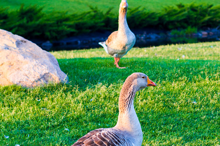 Geese on the grass in the park, a Background Photo by Anno Urbis