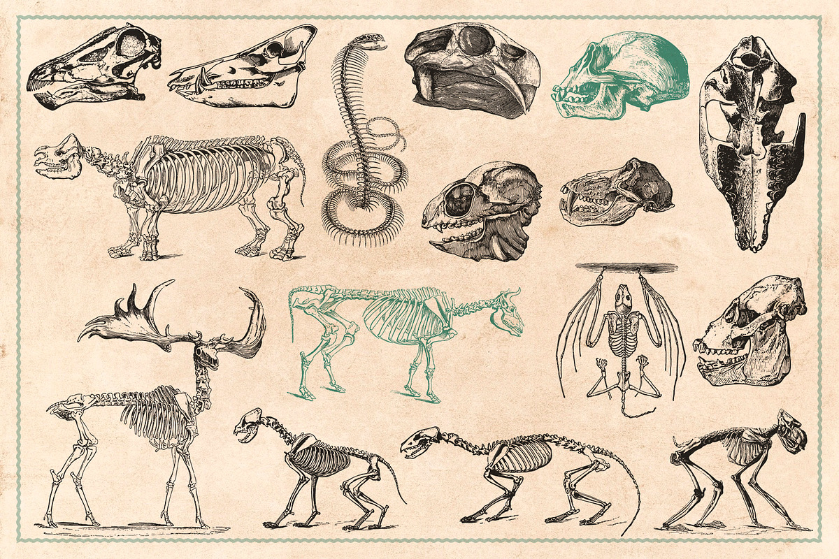 125 Vintage Animal Bones (Vector), an Animal Illustration by Brigantine Designs (Photo 4 of 9)