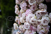 A Garden of Roses | Wedding, Events, a Nature Photo by Farewell (Thumbnail 11 of 41)