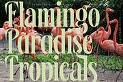 Wafterlic Modern Display Serif, a Serif Font by timelesstype.co (Thumbnail 9 of 20)