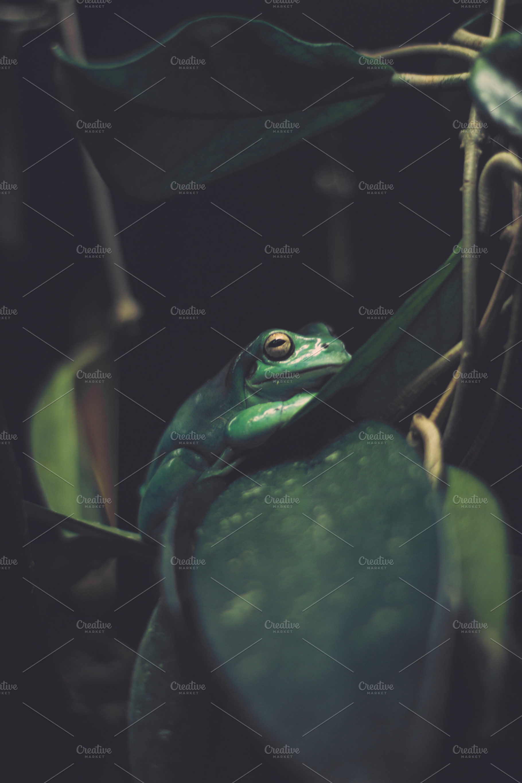 Green frog stock photo containing side and toad