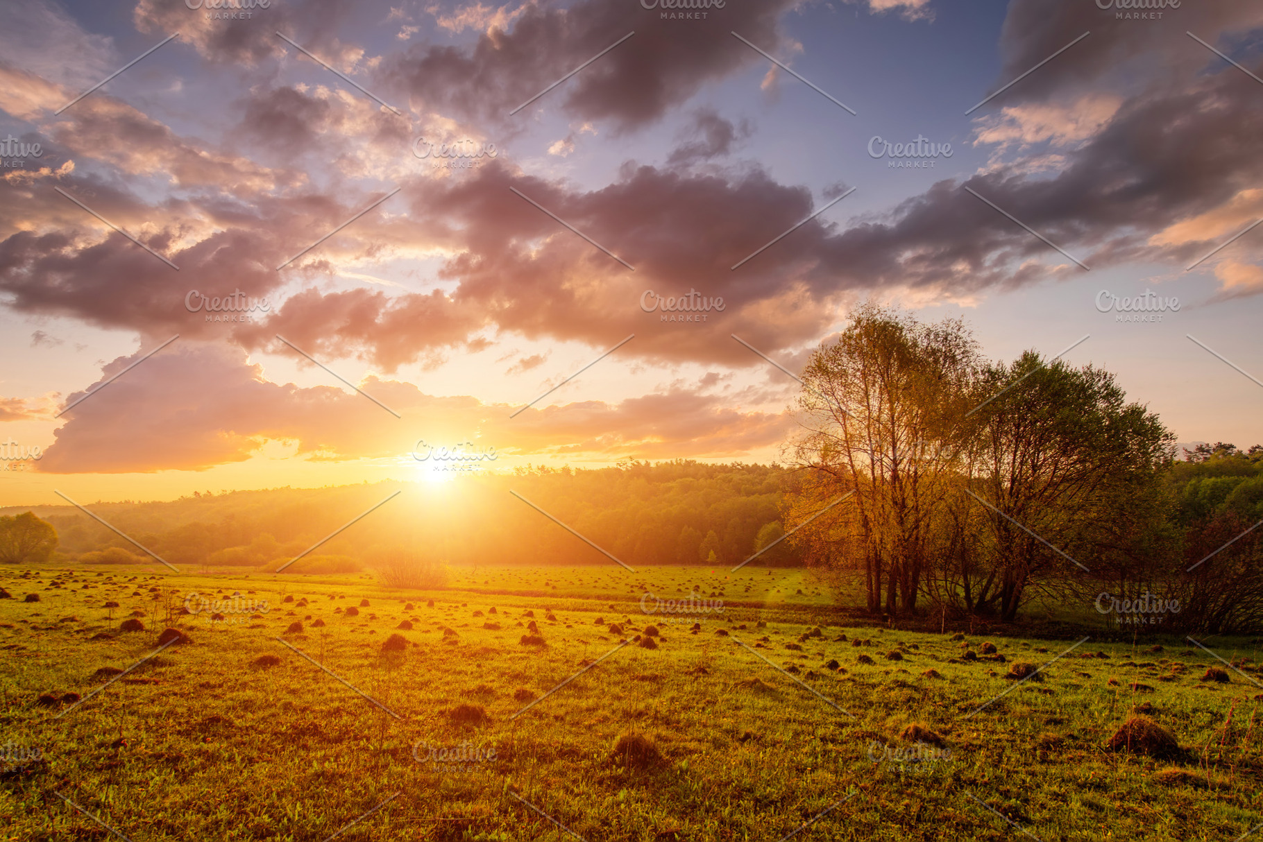 Peaceful meadow landscape with golden sunset creates serene mood, a Nature Photo by Eugene_Photo