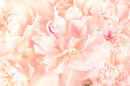 Gorgeous delicate pink peonies, blooming tender natural backgrou, a Nature Photo by 5PH