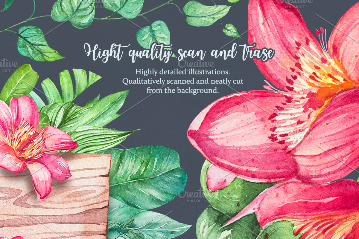 Tropical. Watercolor illustrations., a Decorative Illustration by AlexGreenArt (Photo 12 of 12)