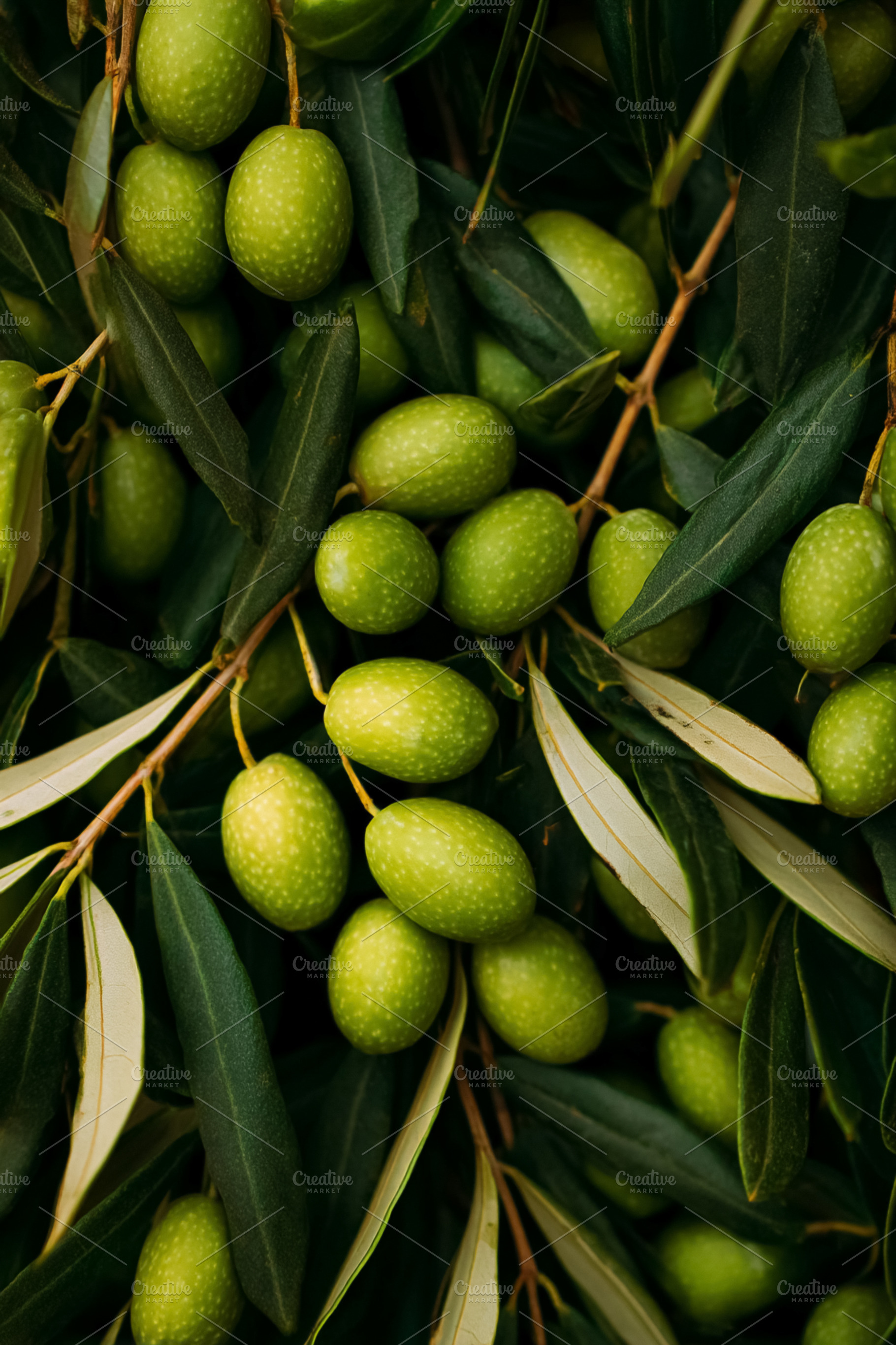 Green olives densely clustered on an olive tree branch, showing, a Photo by Studio ANNA