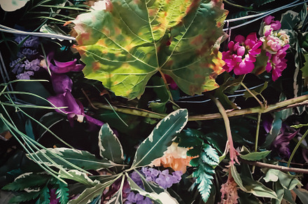 Floral Photo Art • v37, a Nature Photo by Alexander BLOOMS