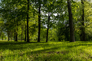 park with green grass and beautiful trees with green foliage in the summer, bri, a Photo by rsoollAI
