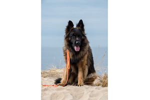 German Shepherd Dog on the beach at