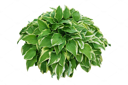 Hosta plant, plantain lily, isolated on white background.