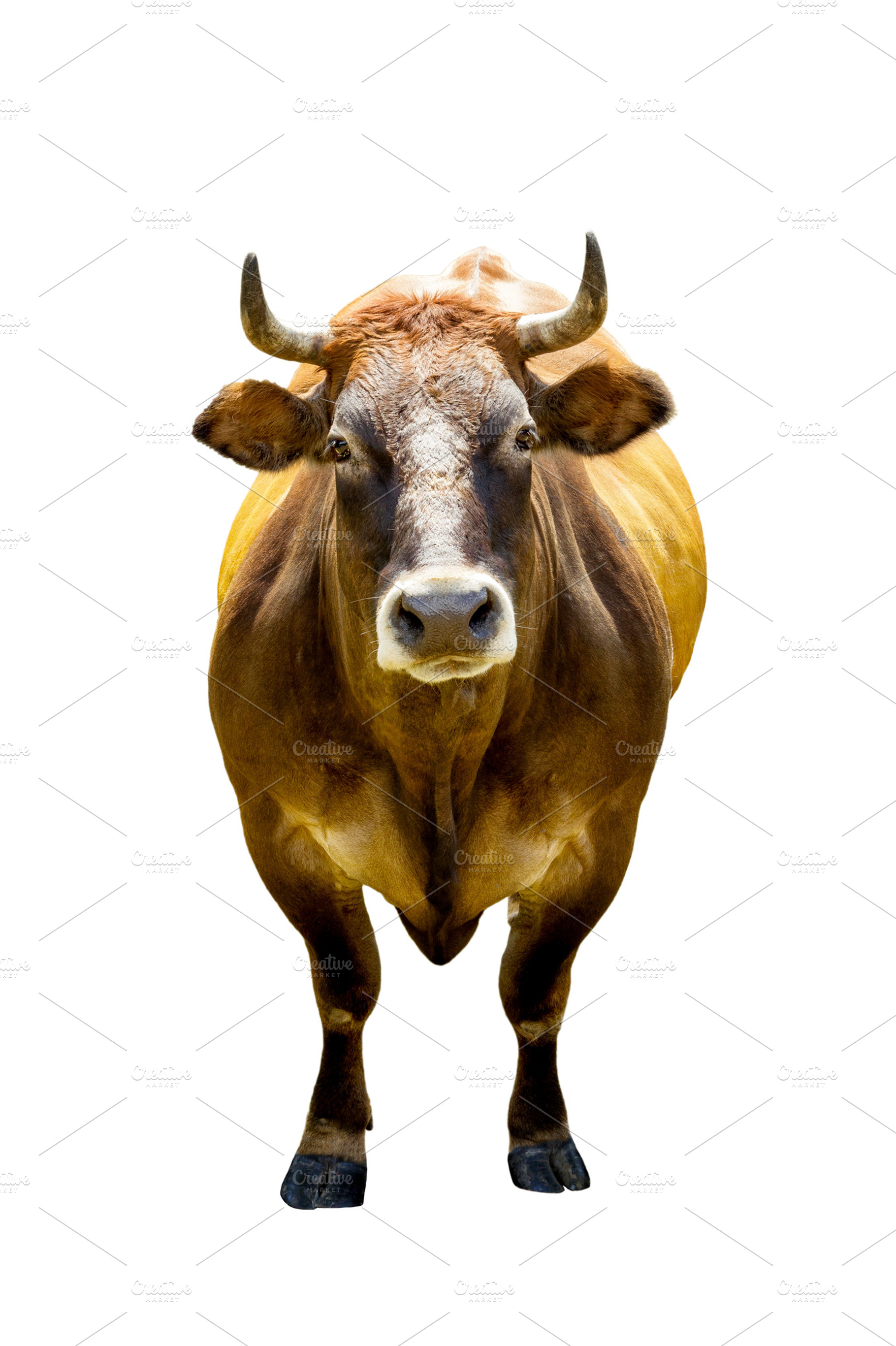 Brown cow isolated on white
