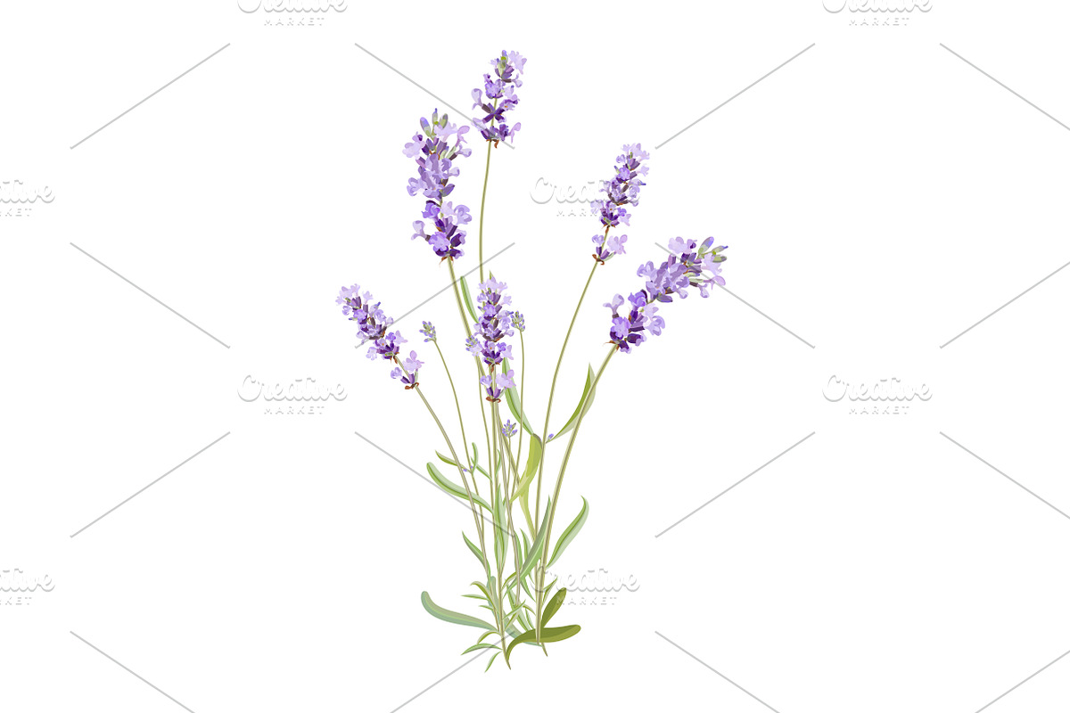 Vector object brushes. Lavender, a Brush Add-On by Peolla (Photo 9 of 13)
