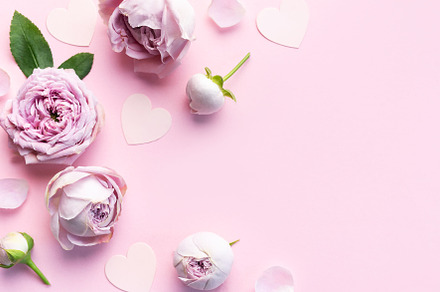 Pink rose flowers on pastel pink background, a Nature Photo by Olena Rudo