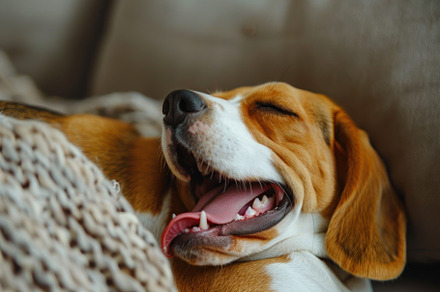 Cozy Beagle Enjoying a Relaxing Yawn on a Comfy Sofa - Generativ, an Animal Photo by José Manuel Gelpi