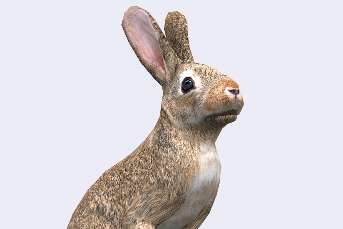 3DRT - Wild animals -Hare, an Animal 3D Model by 3DRT.com (Photo 1 of 3)