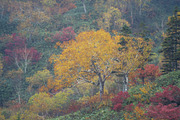 Japan Autumn & Snowy Forest Bundle., a Nature Photo by Silent Nature (Thumbnail 3 of 5)