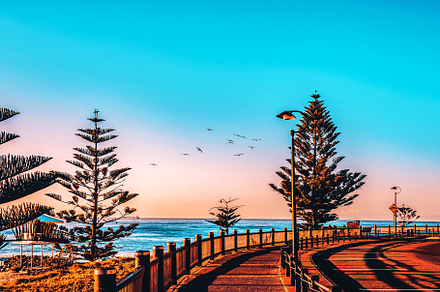Birds Flying, a Wallpaper Photo by Nicole's Captured Moments