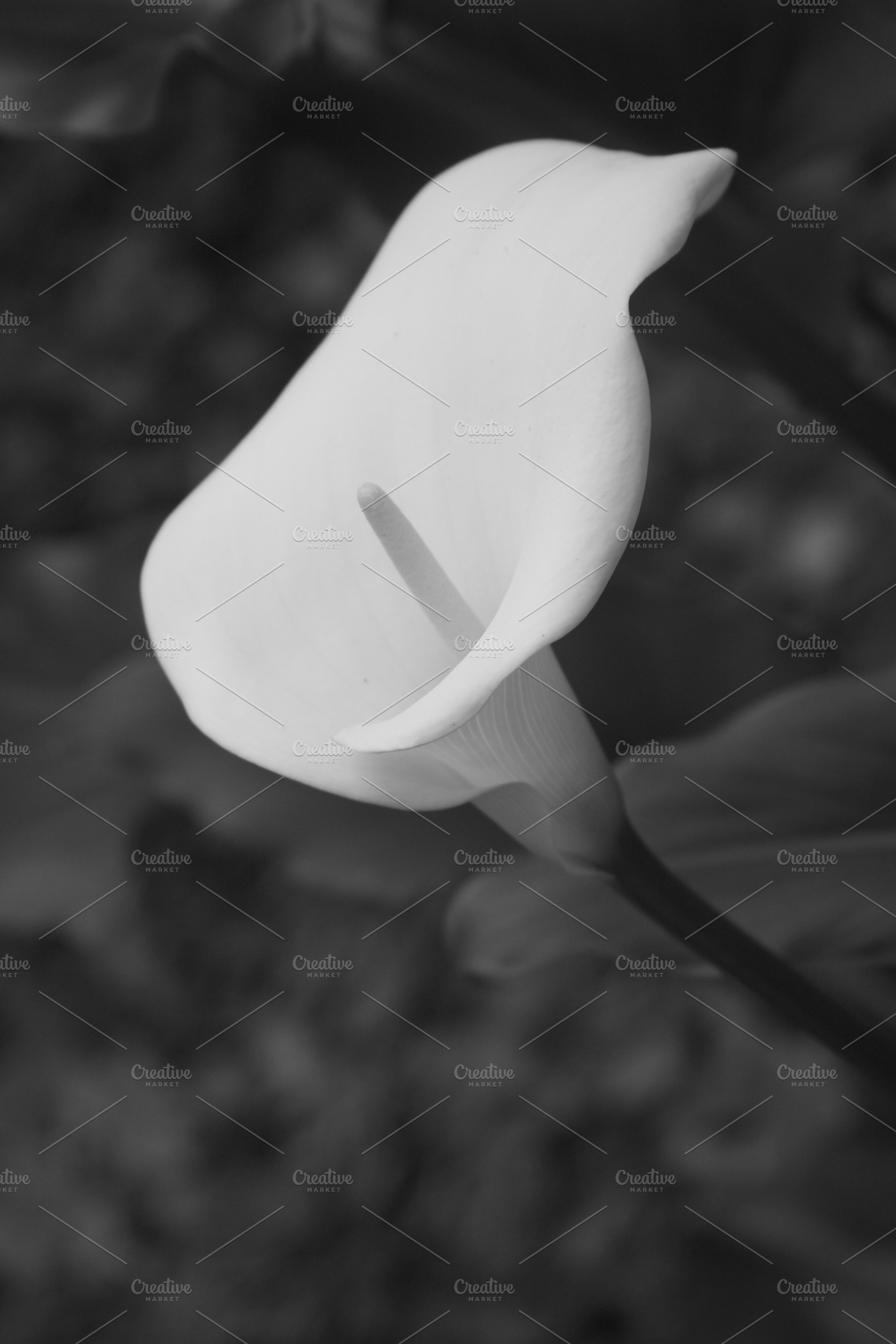 Calla Lily Black And White