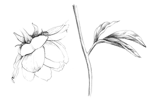 Hand Sketched Peonies