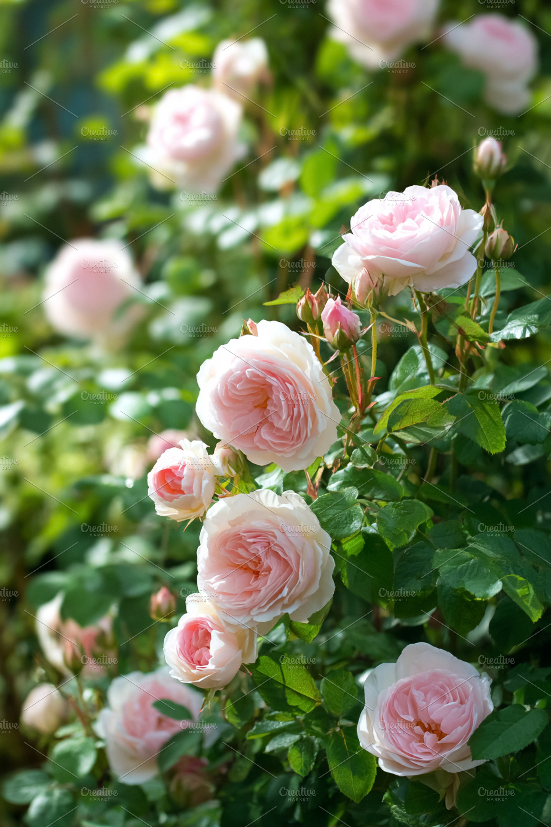 Delicate pink English roses blooming in a lush garden, symbolizi, a Photo by Studio ANNA