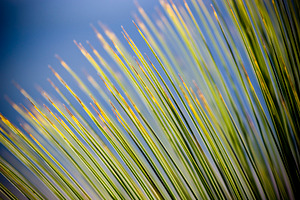 Grass Tree Details, an Abstract Photo by THP Creative