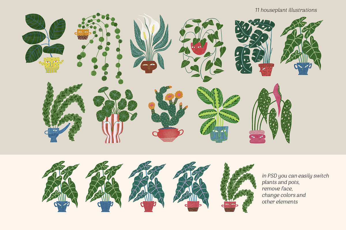 Peperomia - eclectic houseplants, an Illustration by Annakniaz (Photo 5 of 14)