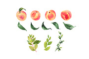 Peaches watercolor clipart, a Food Illustration by AnnelyBlooms (Thumbnail 2 of 6)