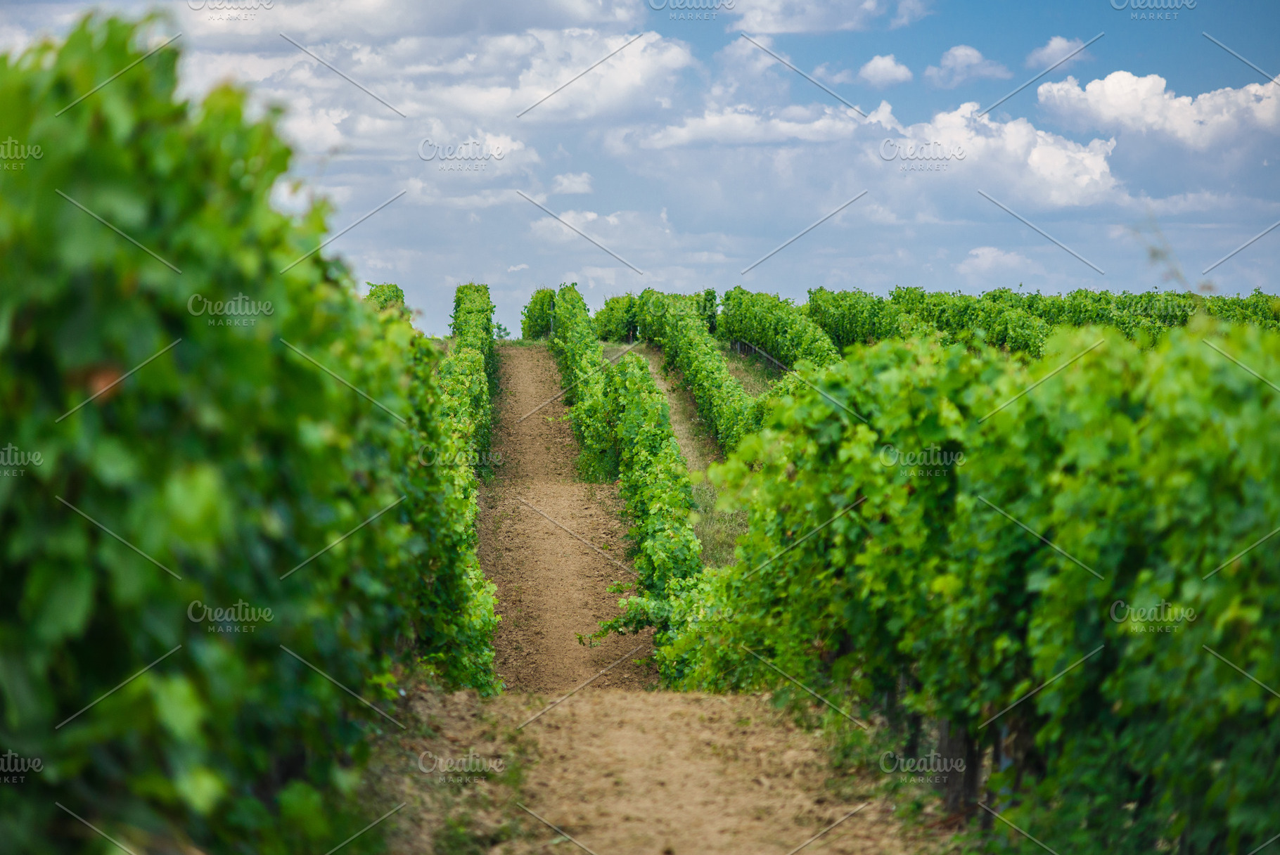 Hungarian vineyards in the summer, a Nature Photo by Mark Borbely