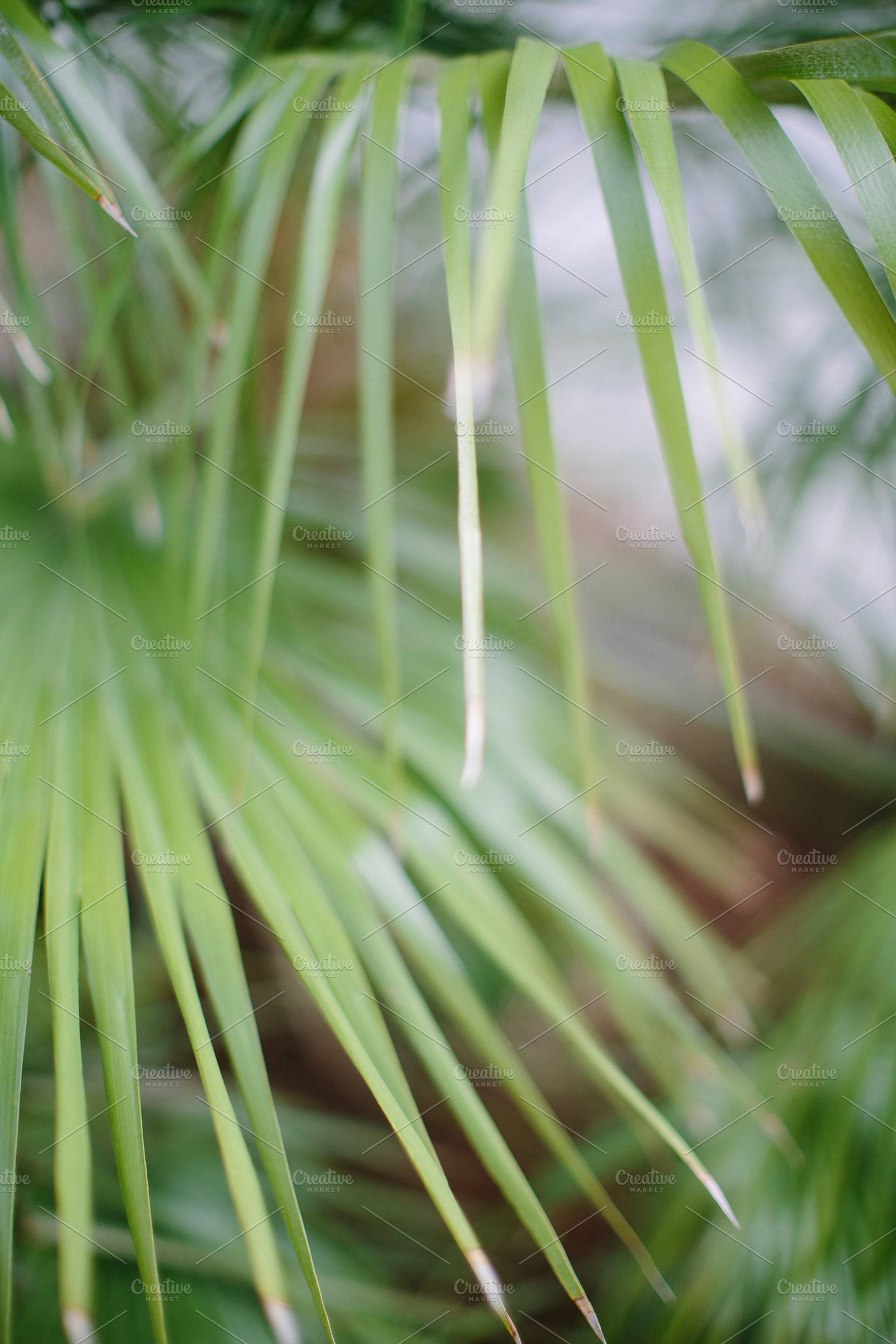 Palmetto 3