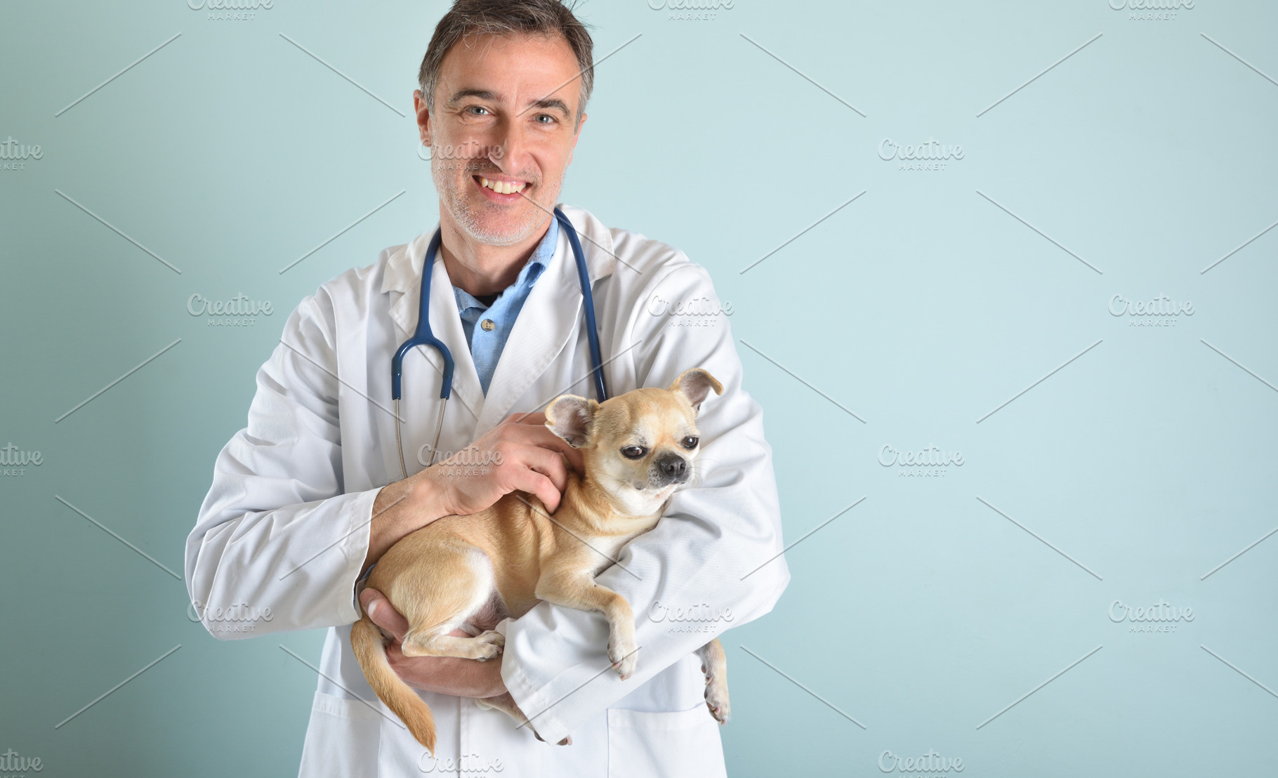 Veterinarian Holding Chihuahua with Stethoscope Portrait, an Animal Photo by Davizro's Market