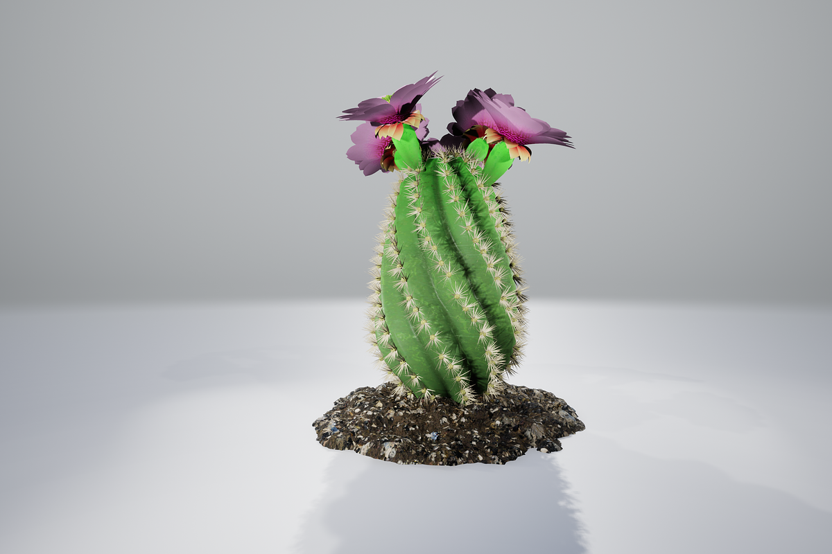 Spiral Cactus, an Environmental 3D Model by AndrewWhite (Photo 9 of 13)