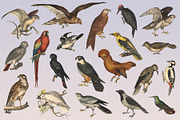 122 Vintage Illustrations of Birds, an Animal Illustration by Graphic Goods (Thumbnail 3 of 14)