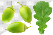 Oak tree leaves and acorns, an Object Graphic by Fruits+Veggies (Thumbnail 3 of 11)