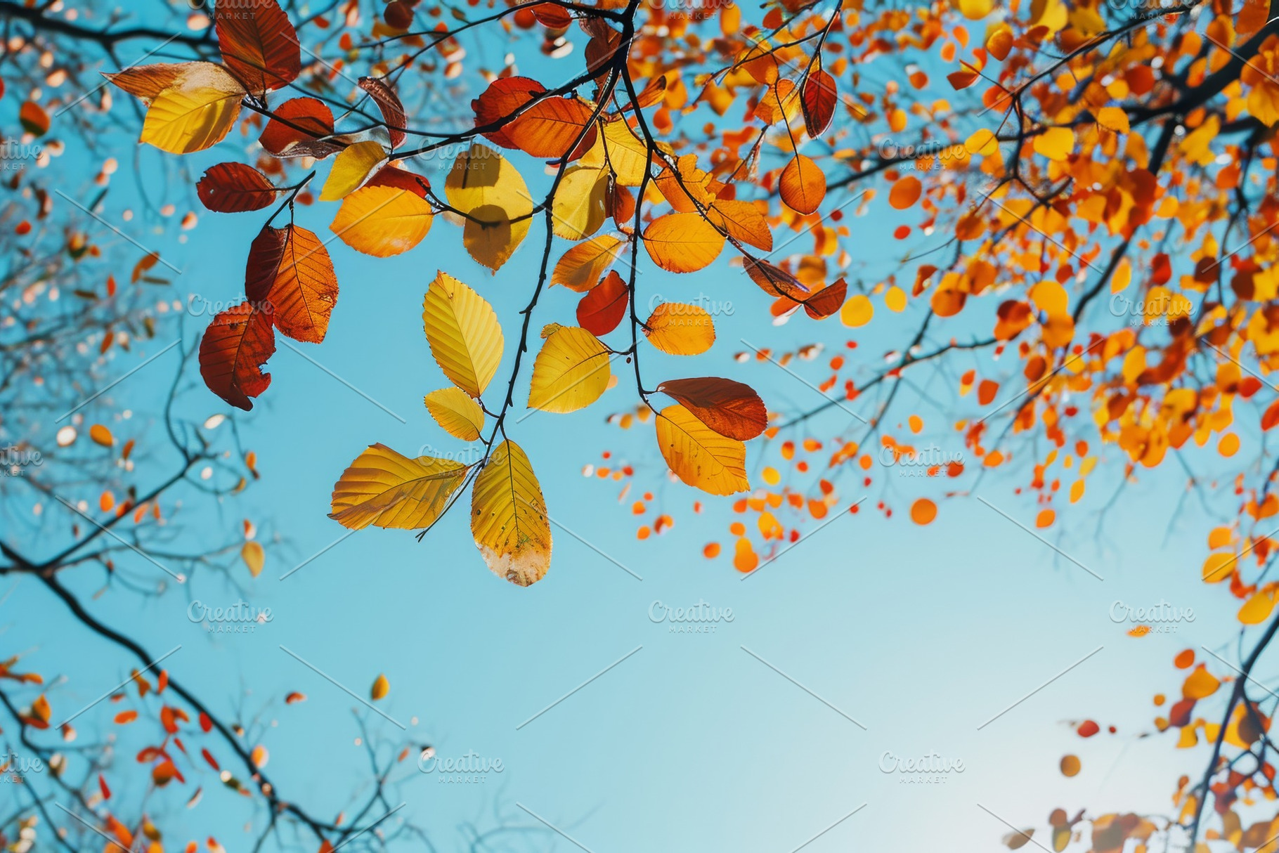 The leaves of a tree in autumn stand, a Photo by Iftikhar Alam