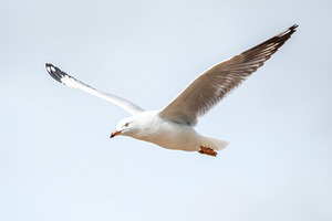 Silver Gull