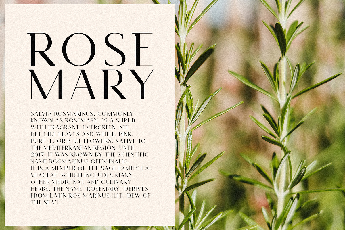 Rosemary - Modern Semi Serif, a Serif Font by Mikhail Fukurou (Photo 2 of 9)
