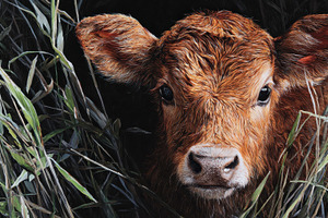 Calf peeking through tall grass, a Photo by Pavel_design