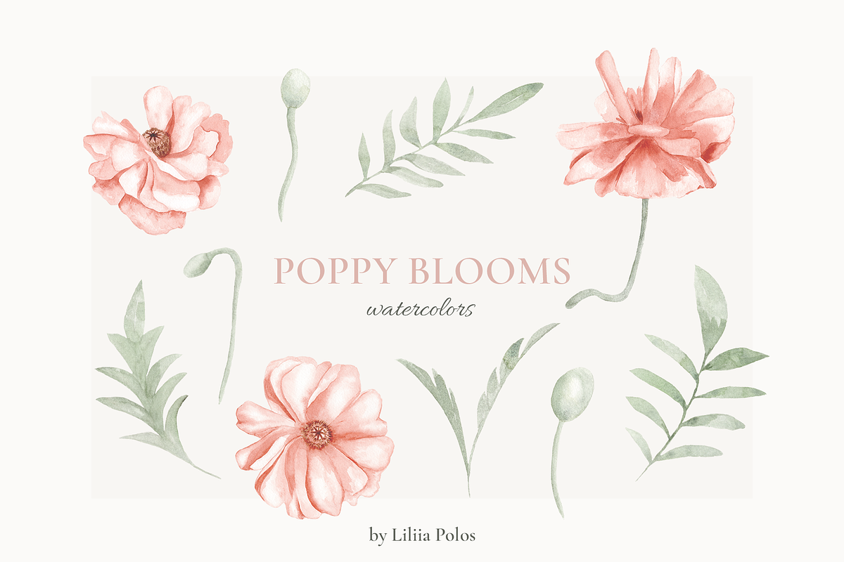 Poppy Blooms – Watercolor & Line Art, a Decorative Illustration by Liliia Polos Illustration (Photo 6 of 11)
