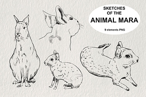 Sketches of the Mara animal in PNG, an Animal Illustration by LOKSKIH