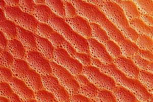 Abstract macro background of vibrant, a Background Photo by MistyDay