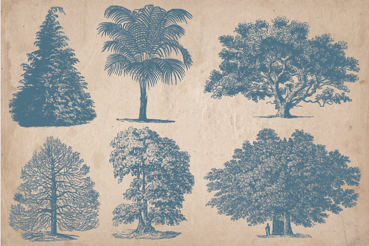 Vintage Illustrations - Trees, an Object Illustration by Mr Vintage (Photo 4 of 5)