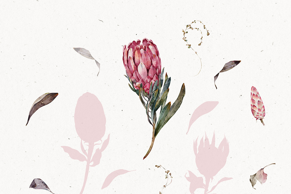 Watercolor Protea Floral Elements, a Decorative Illustration by Damian Roh (Photo 8 of 12)