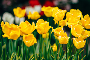Yellow tulips containing flower, tulip, and yellow