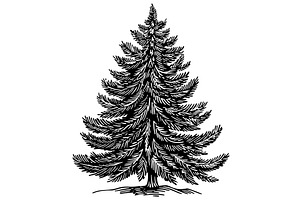 Fir Tree Woodcut