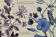 Flore des Dames Vintage French, an Illustration by French Kiss Collections (Thumbnail 12 of 16)