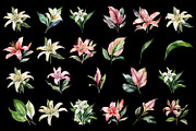 lilies clipart, Watercolor floral, a Decorative Illustration by ElenazlataArt (Thumbnail 3 of 6)