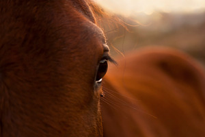 Horse, an Animal Photo by THP Creative