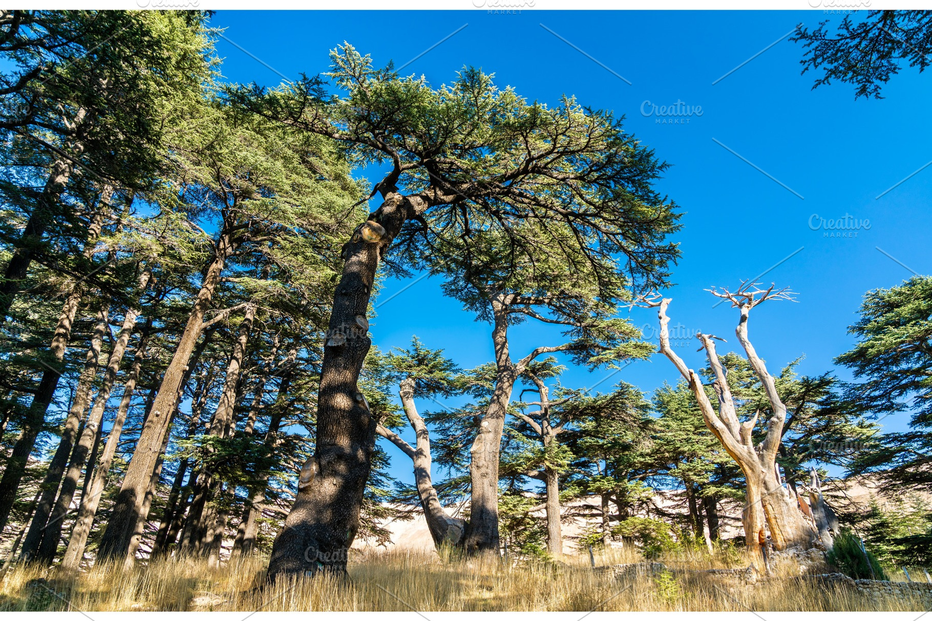 The cedars of god at bsharri in stock photo containing lebanon and cedar, a Nature Photo by Leonid Andronov