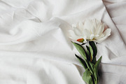 White Peony Bundle + Bonus, an Arts & Entertainment Photo by Light & Grace (Thumbnail 6 of 8)