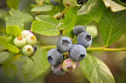 Blueberries