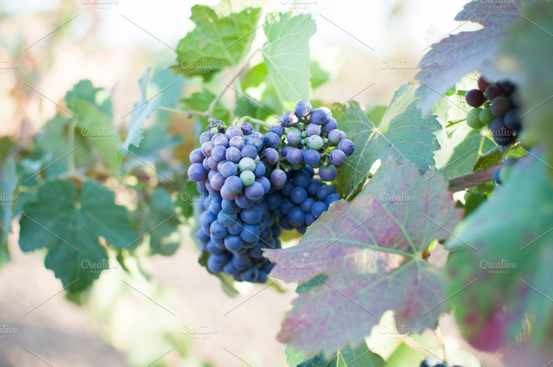 Wine Grapes on the Vine, a Food & Drink Photo by Foxtail Pine Studio